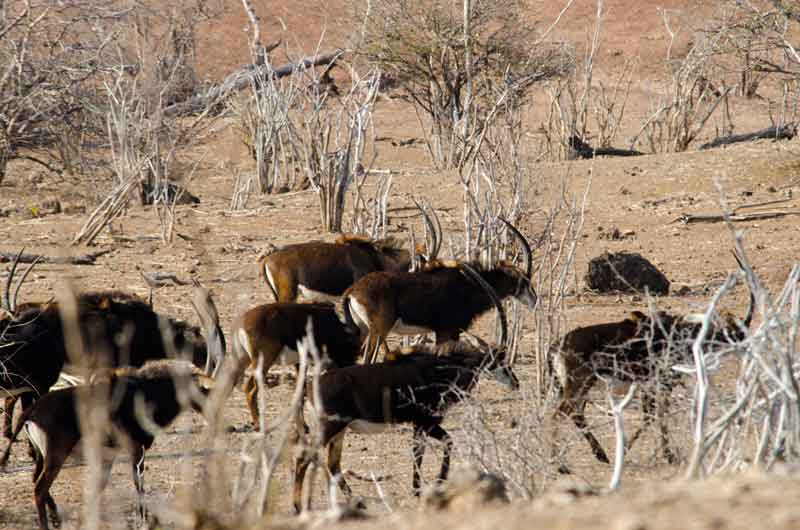 03 - Botswana - antilopes Sable - parque nacional de Chobe